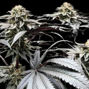 umami seeds gym crush headband x zwish