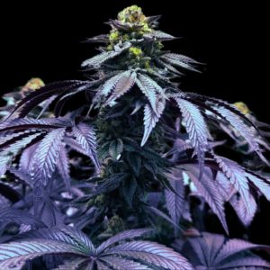 umami seeds gym crush headband x zwish