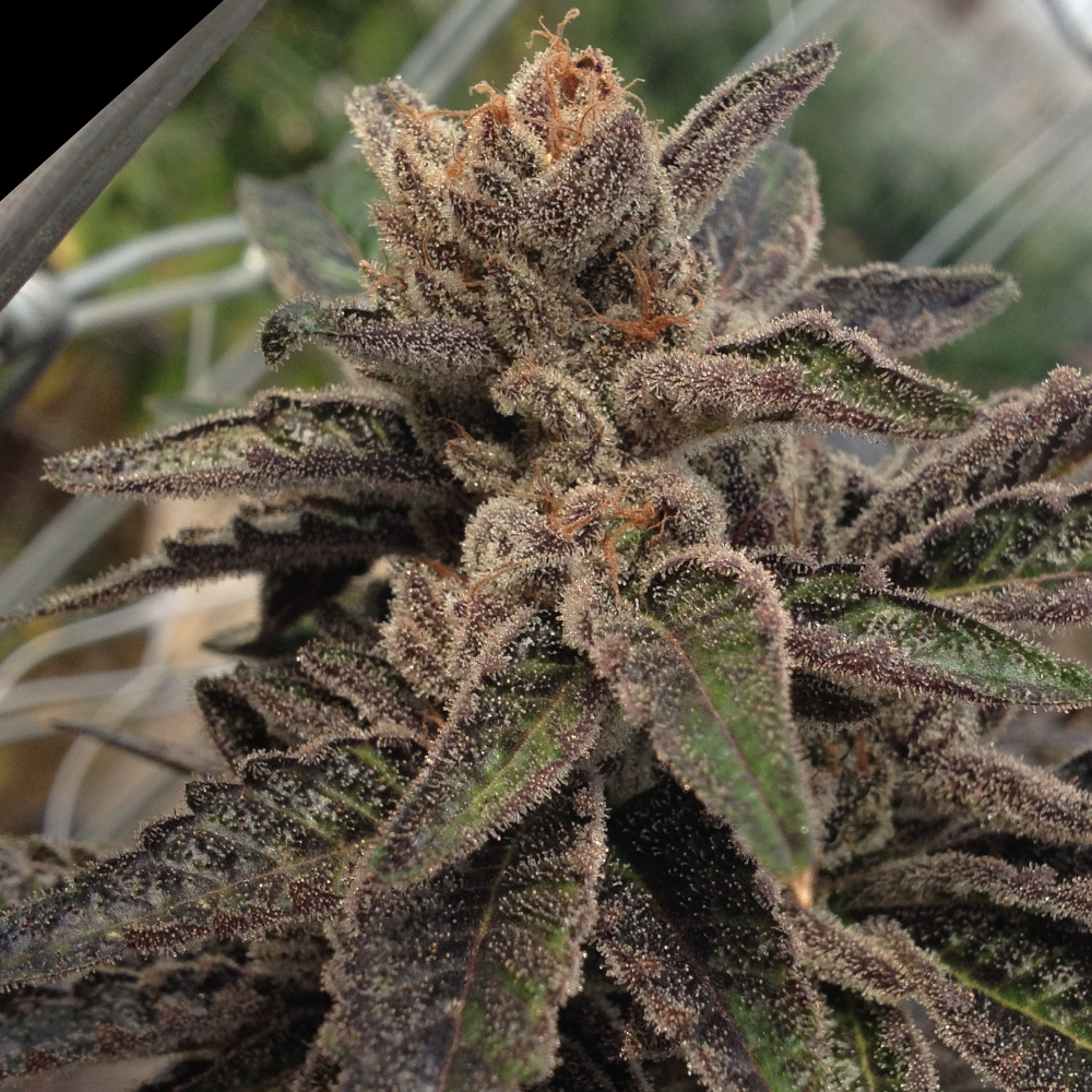 510st OG
