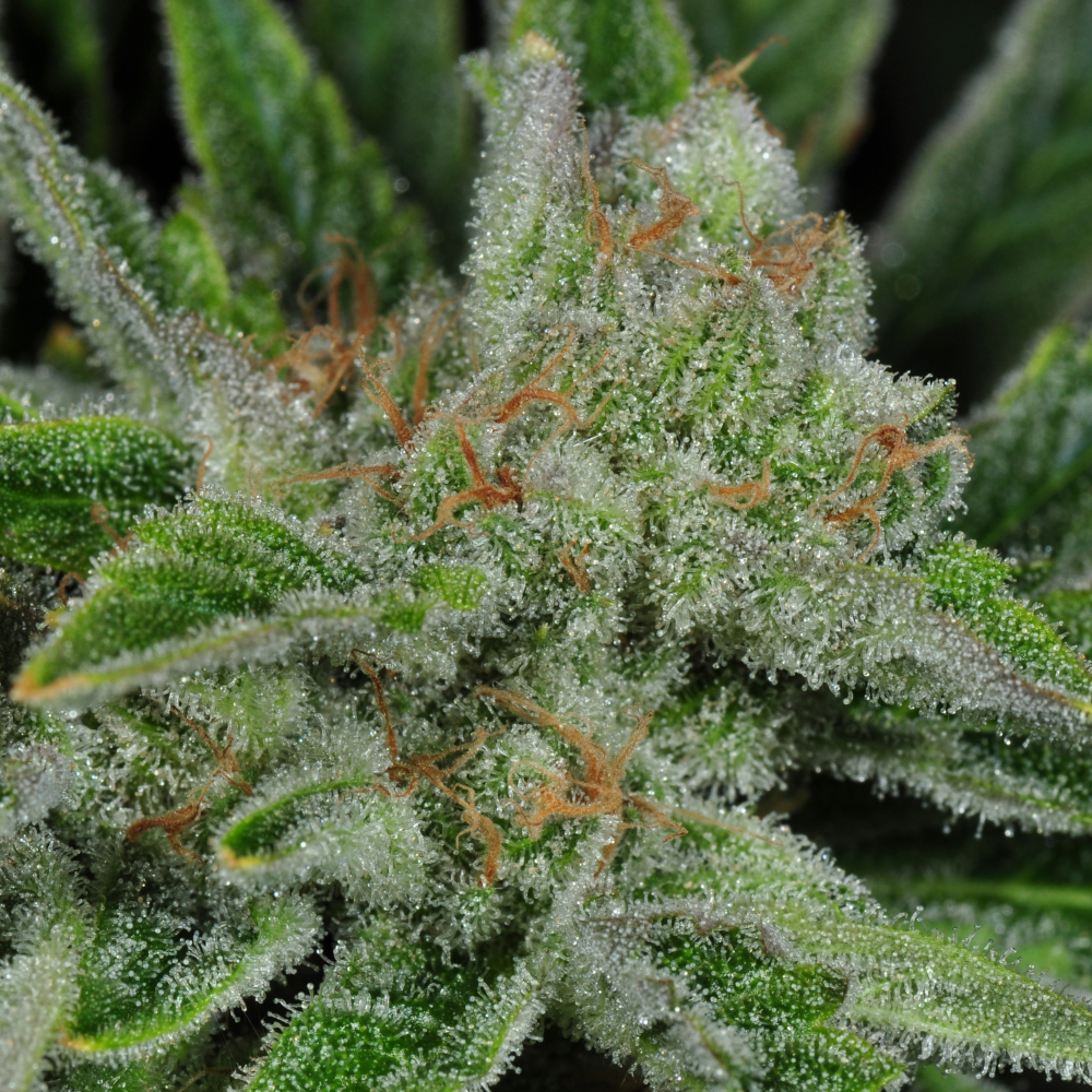 rare dankness ghost train haze #1 fem seeds