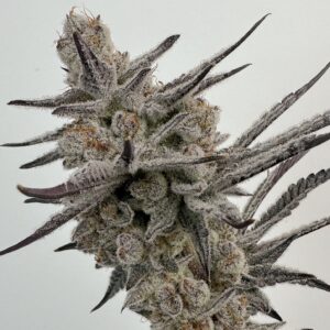 solfire gardens trich-beast-Strain-600x750 giggle gas box set