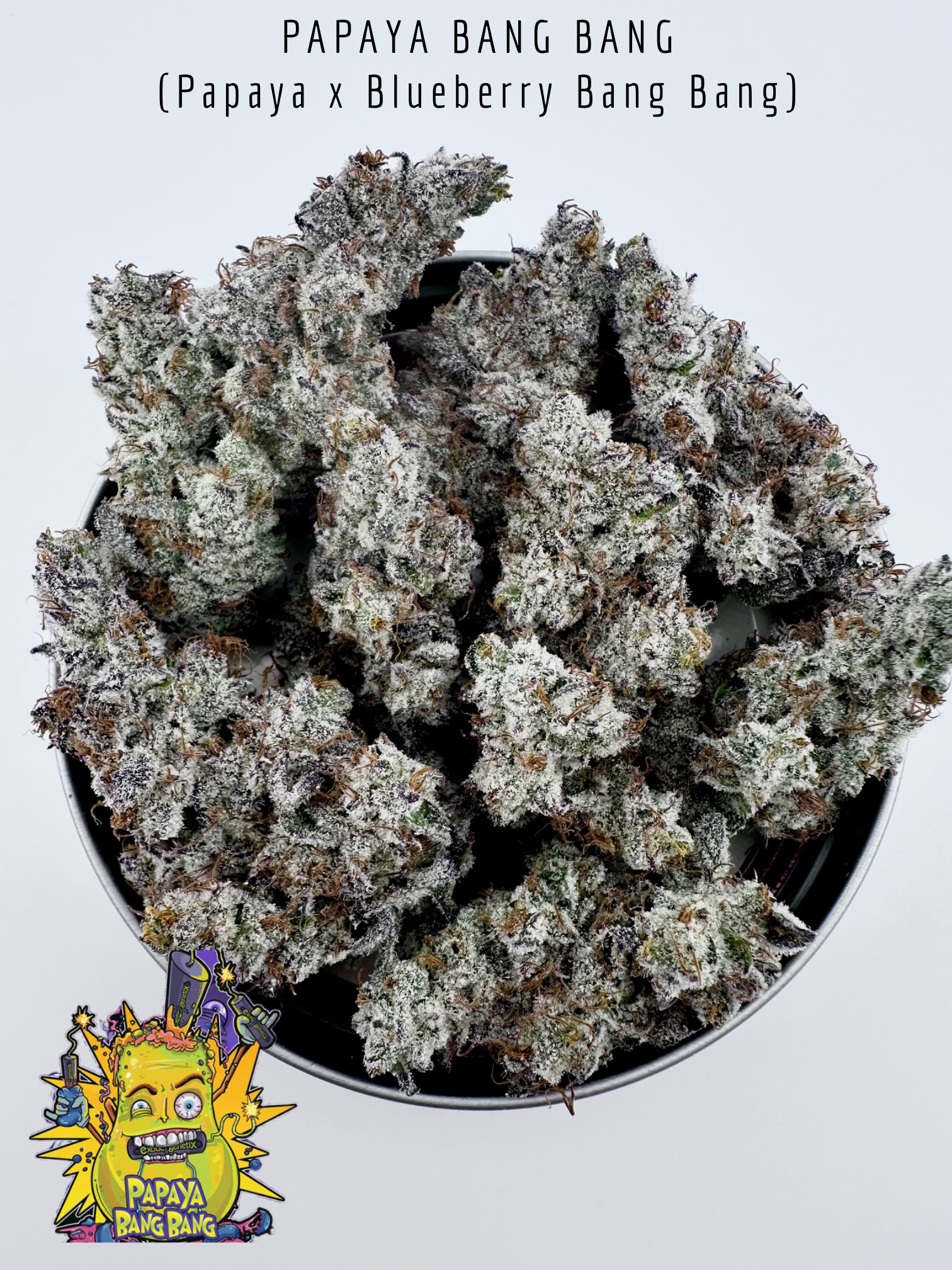 exotic genetix papaya bang bang seeds for sale