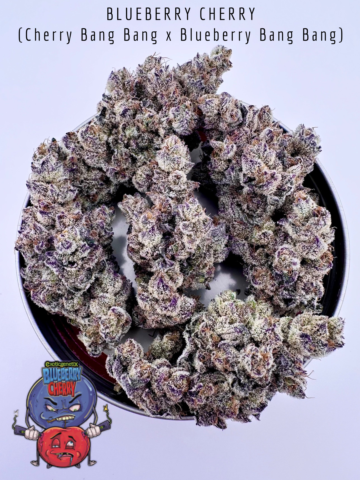 exotic genetix blueberry cherry seeds for sale