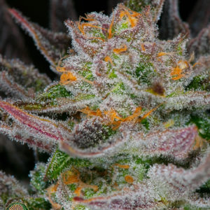 dynasty genetics mt hood huckleberry f5