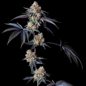 bloom seed co peanut butter lime regular seeds. maple dunks 2 x tmz