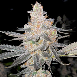 rare dankness vader's starkiller fem seeds