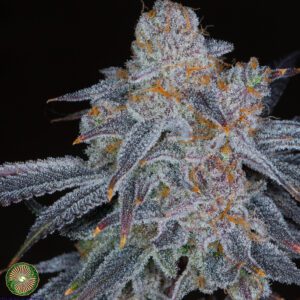 black grapefruit relic seeds