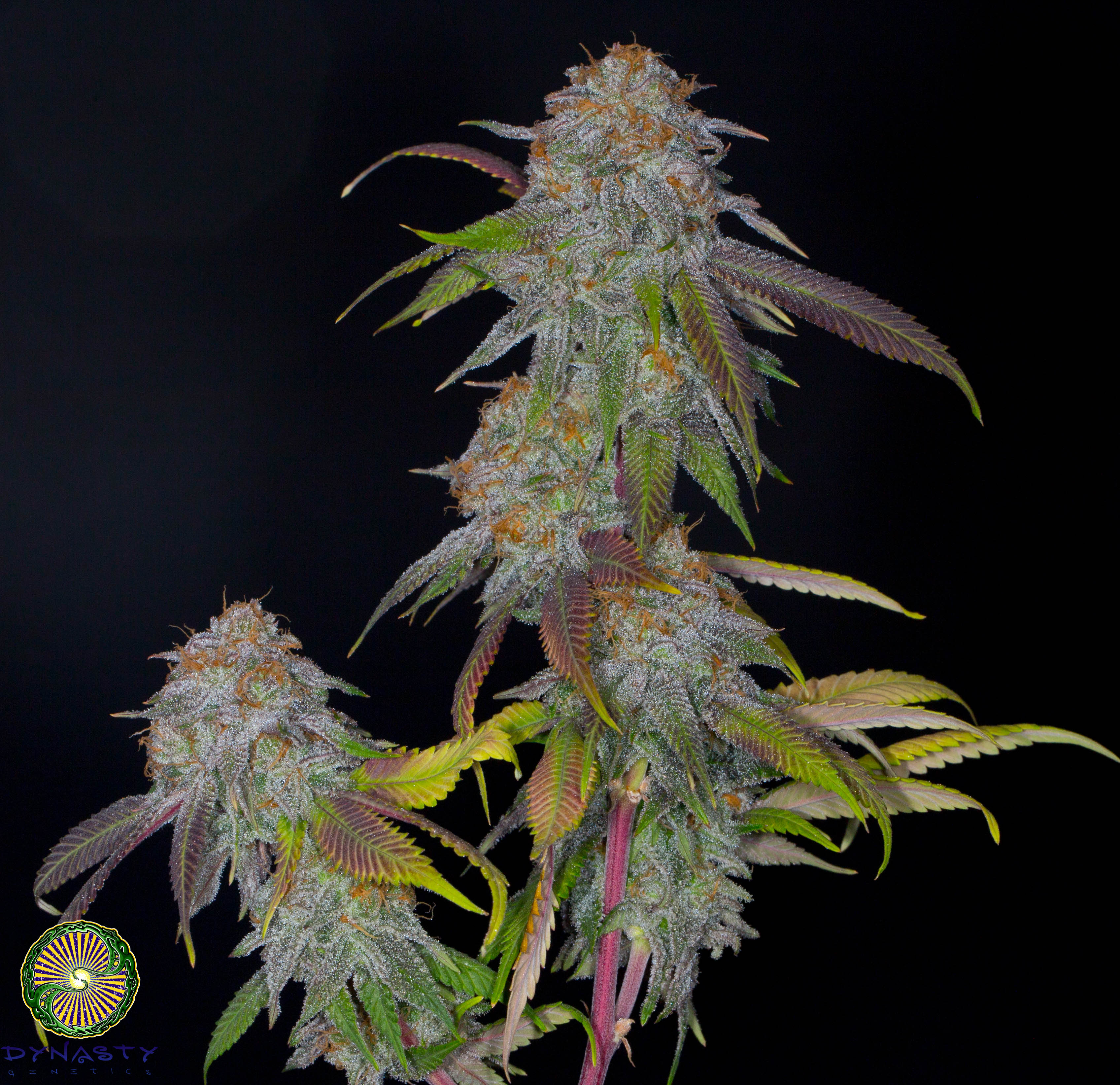 relic seeds bubba grapefruit