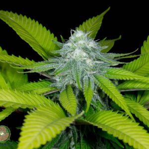 relic seeds citrus blossom