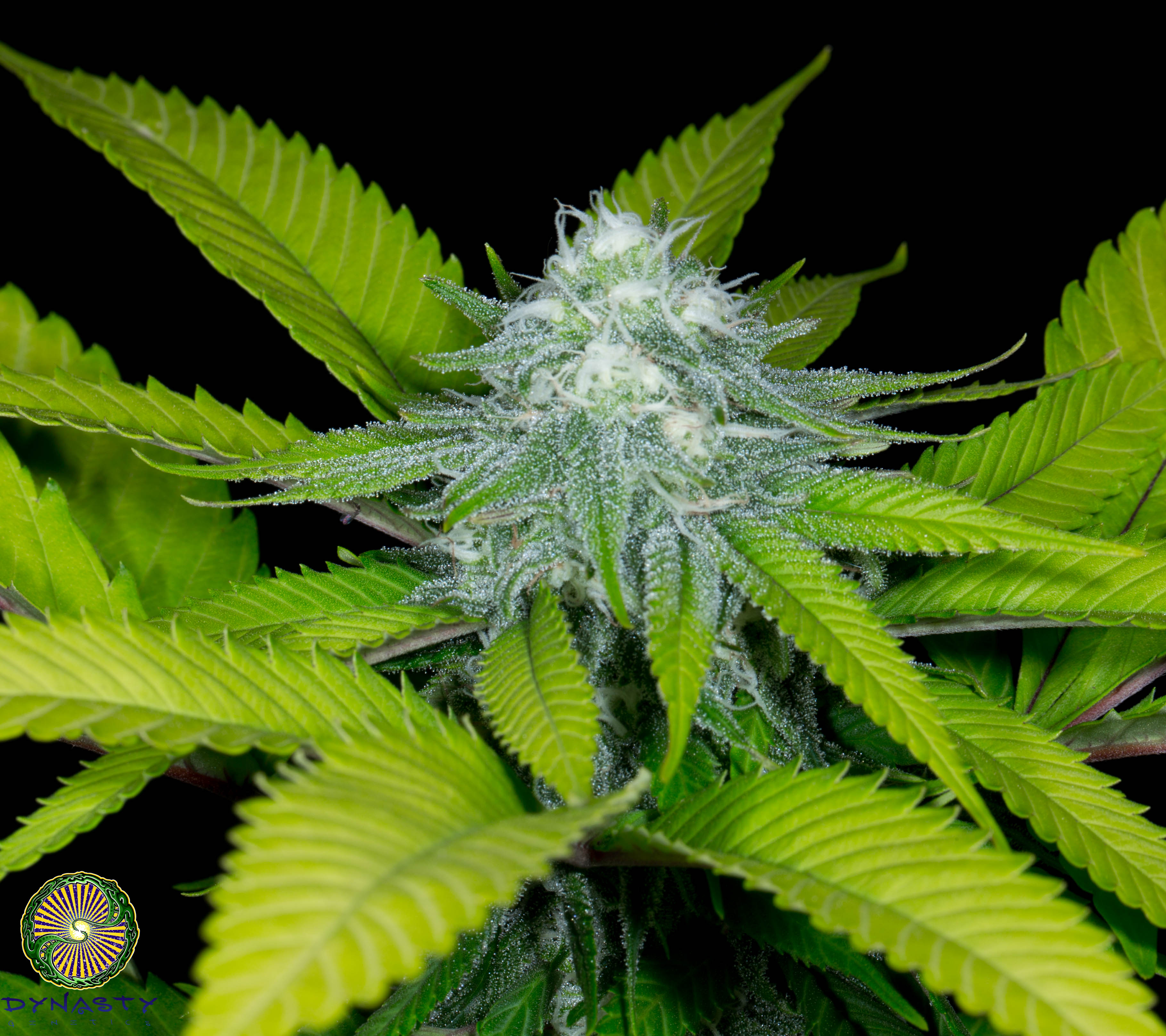 relic seeds citrus blossom