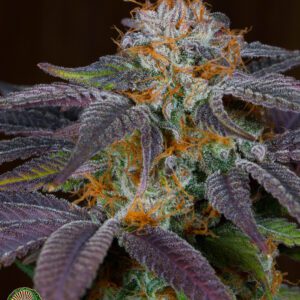 relic seeds grapefruit punch