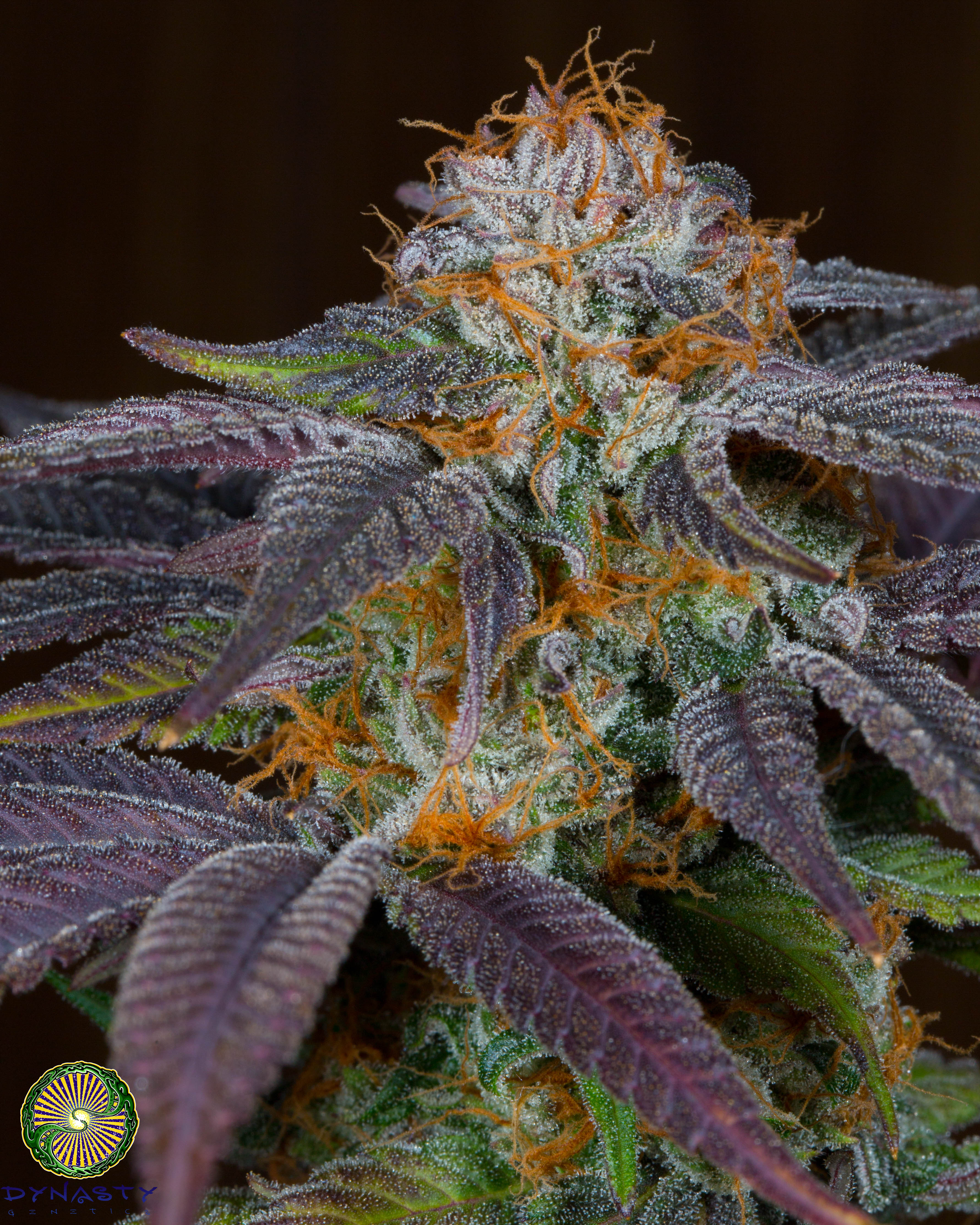 relic seeds grapefruit punch