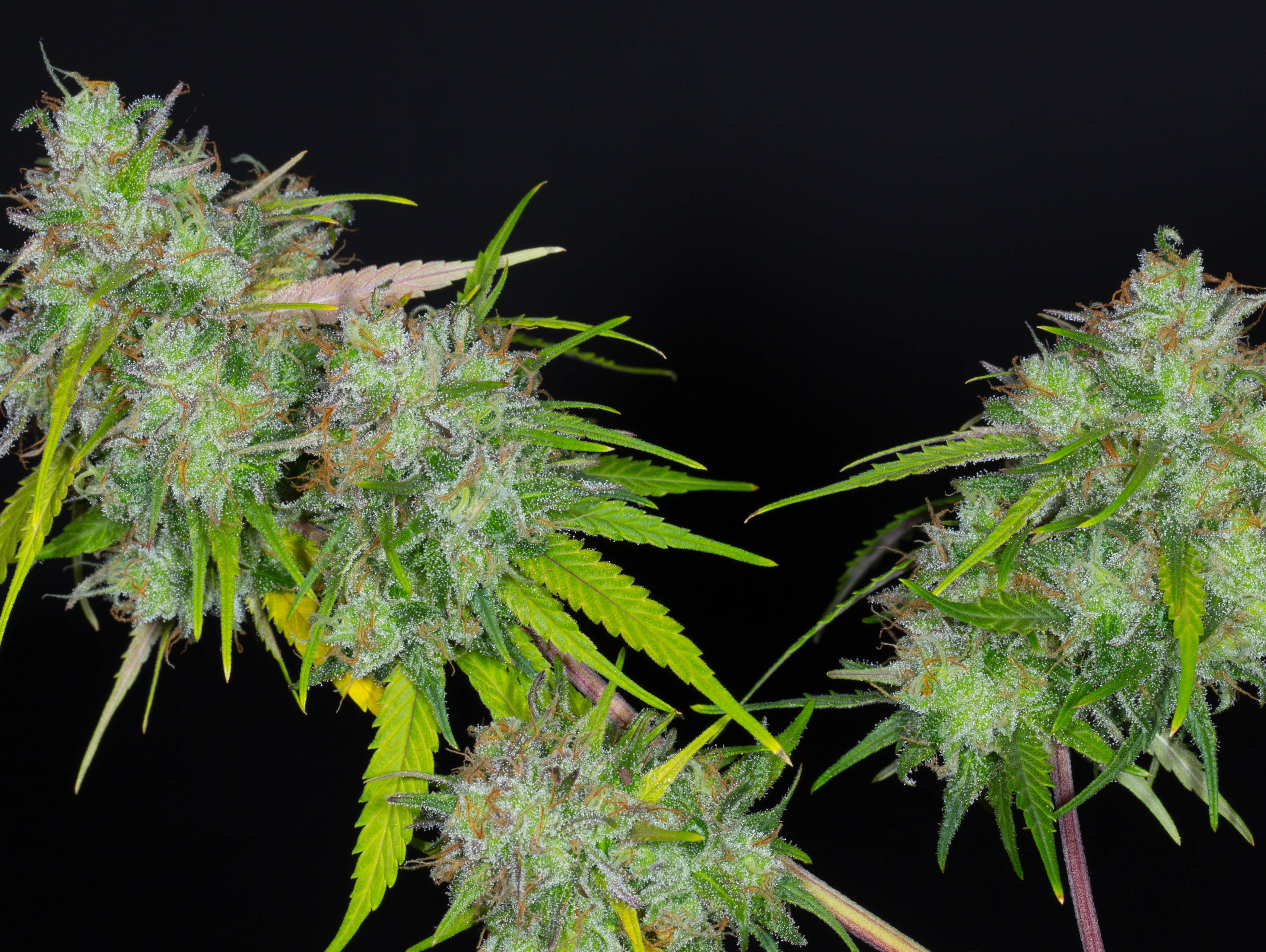 PNW GRAPEFRUIT IBL BX1 BY RELIC SEEDS *bonus pack included* - Image 3