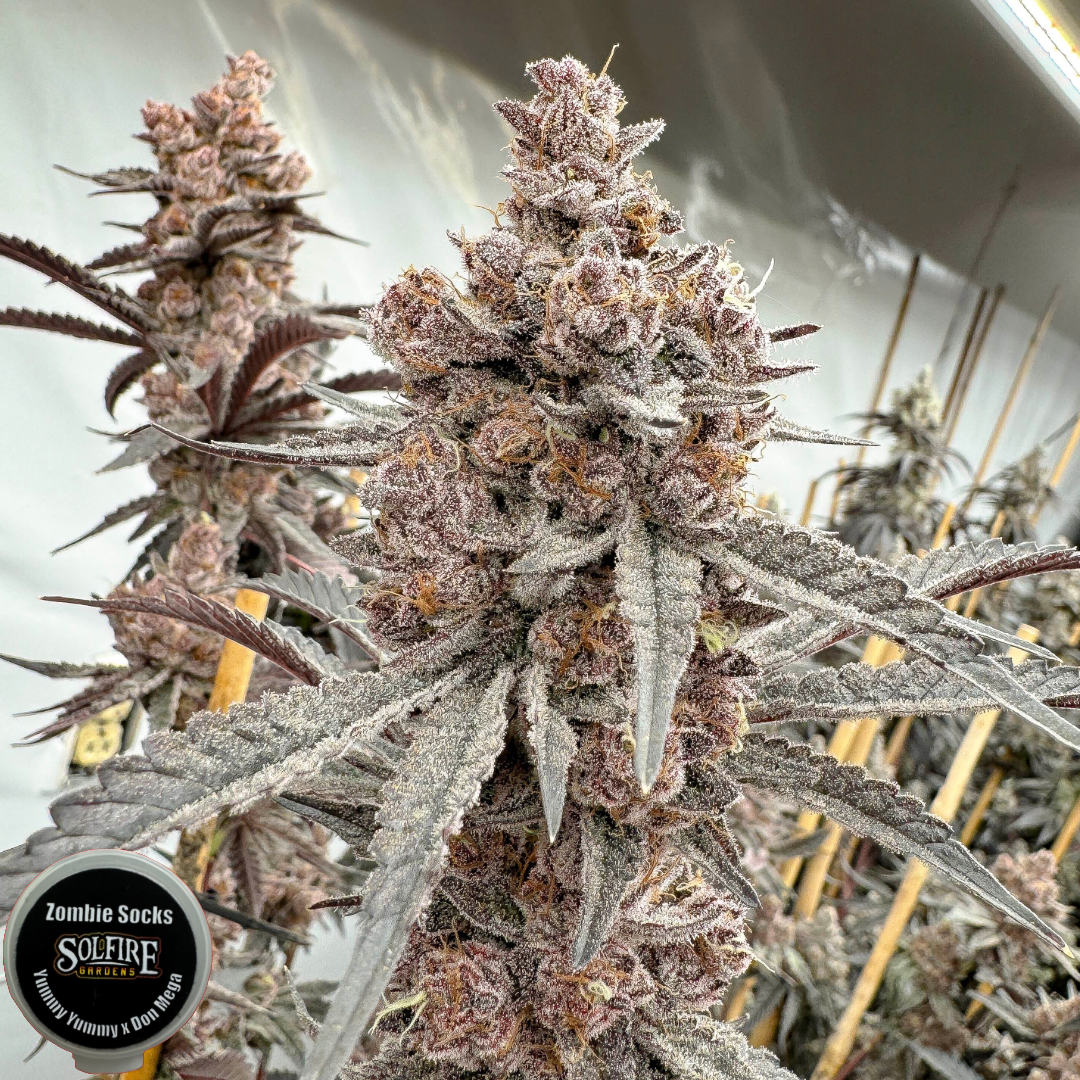 DON MEGA COLLECTORS SET BY SOLFIRE GARDENS *LIMITED* - Image 8
