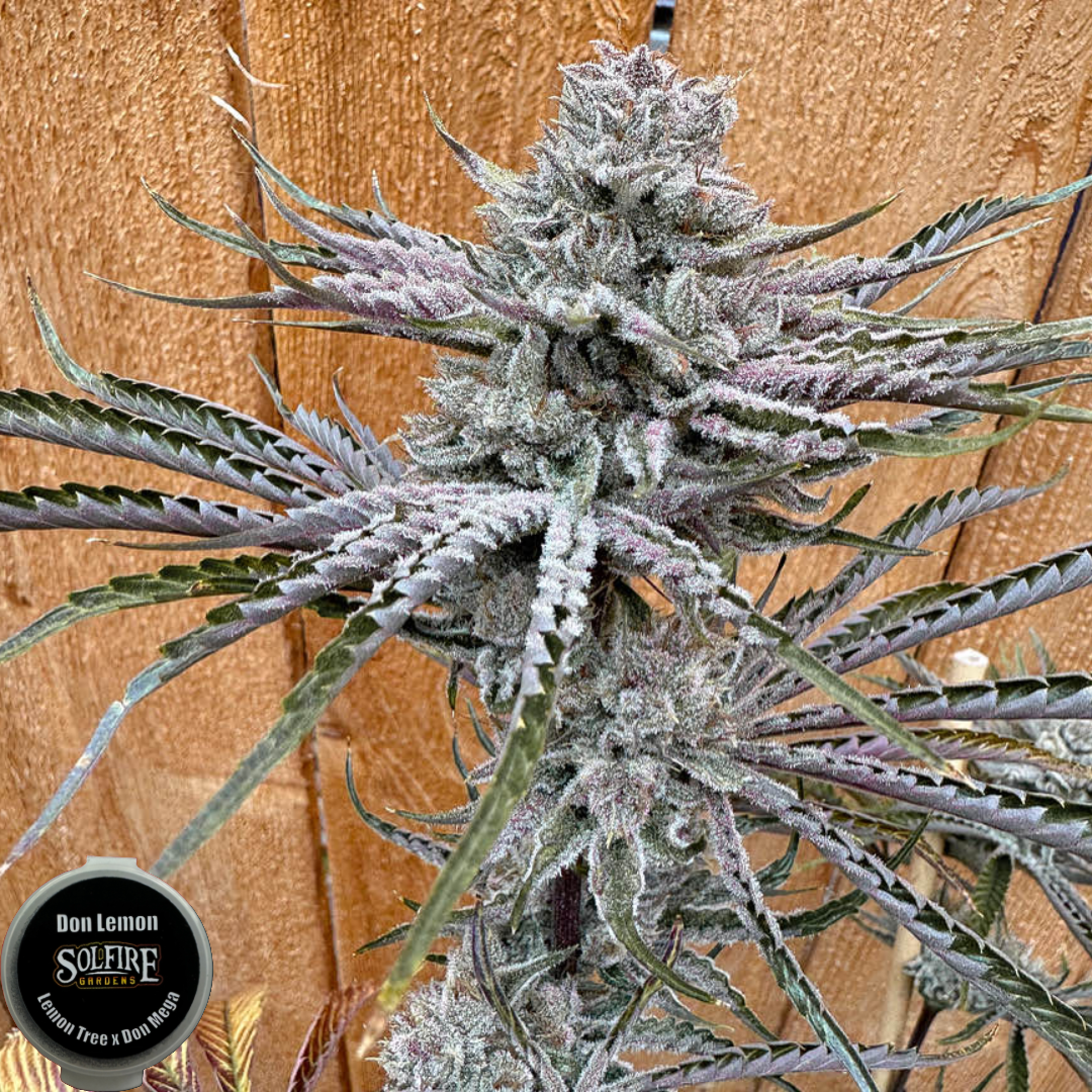 DON MEGA COLLECTORS SET BY SOLFIRE GARDENS *LIMITED* - Image 7