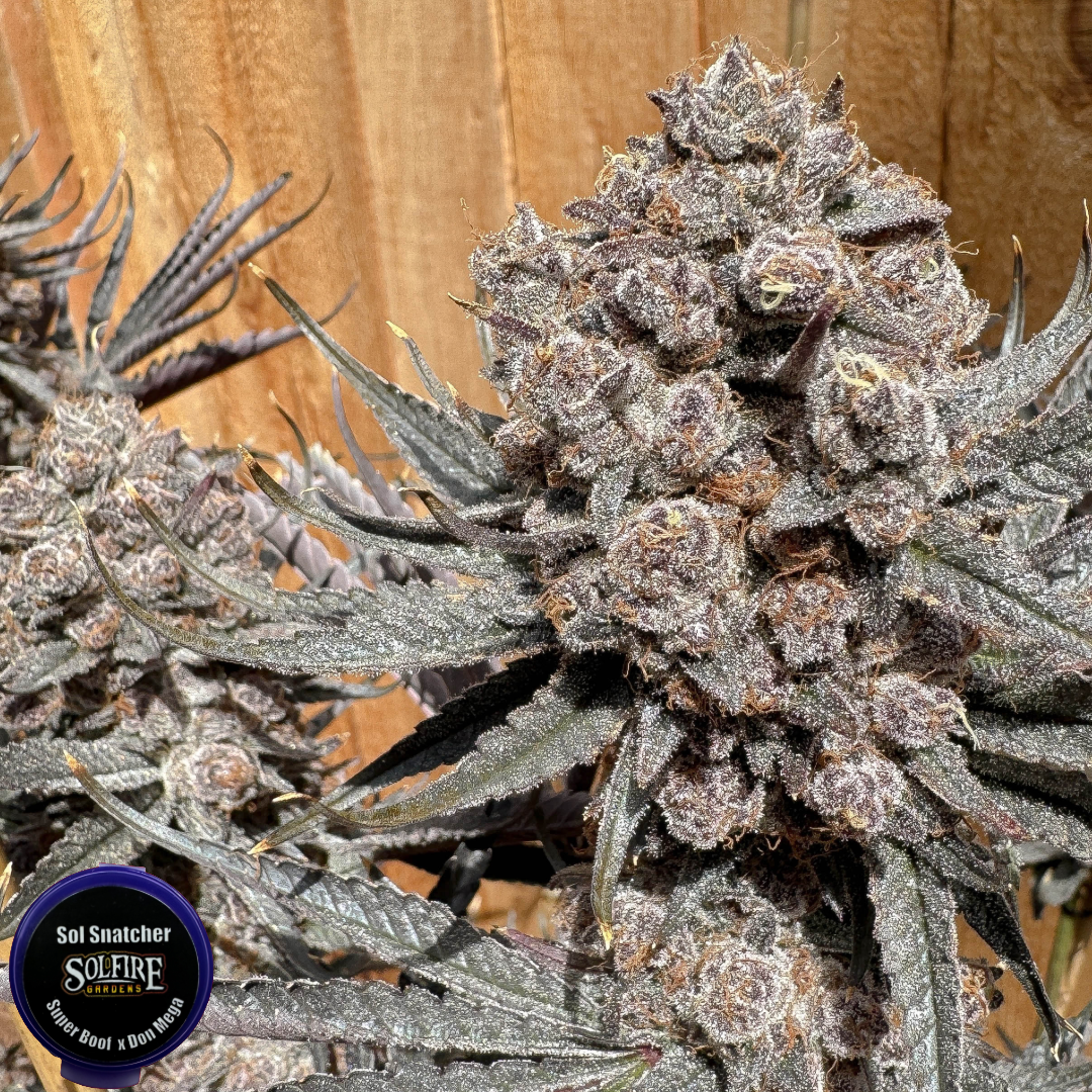 DON MEGA COLLECTORS SET BY SOLFIRE GARDENS *LIMITED* - Image 6