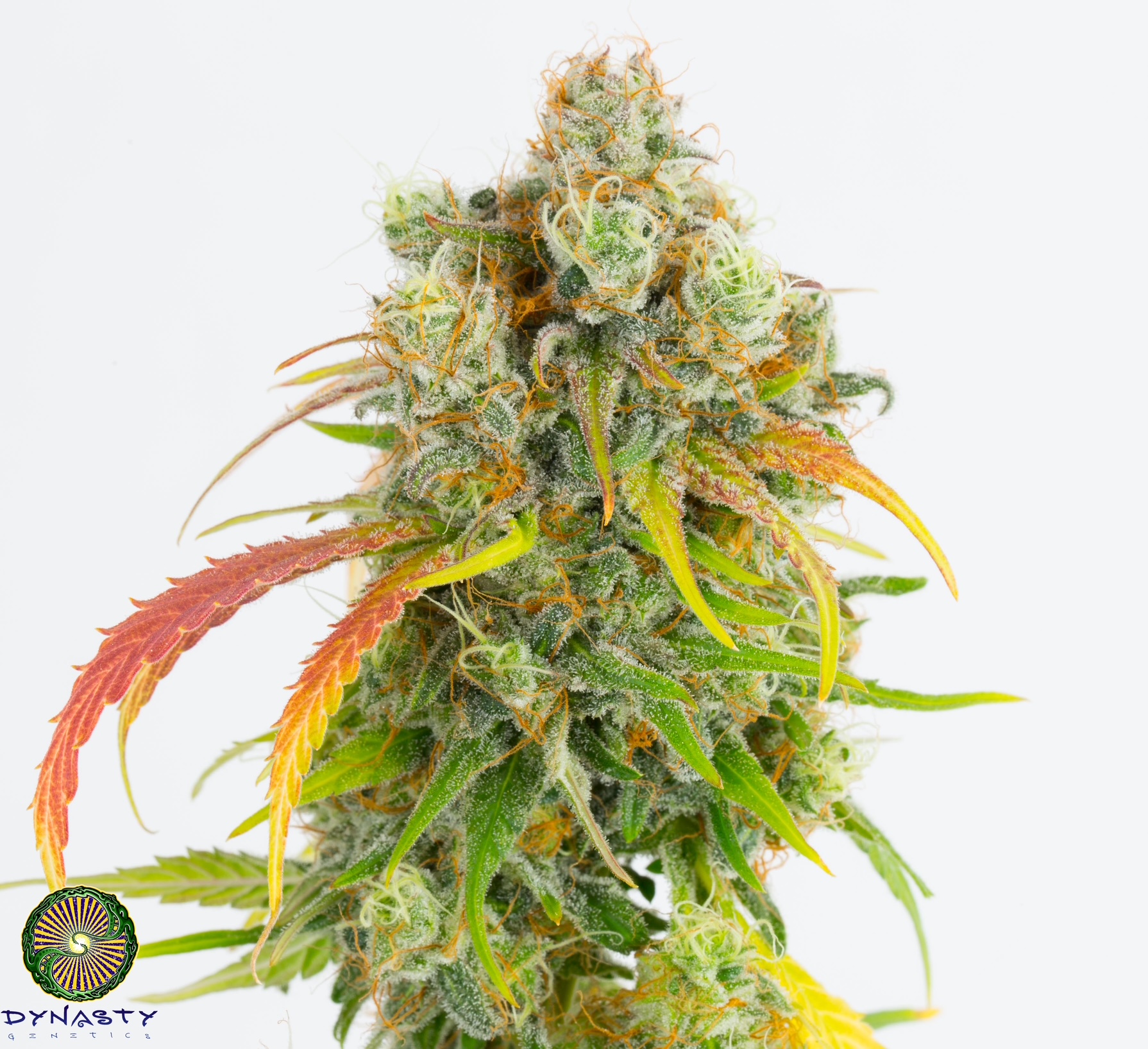 P.G. SKUNK BY DYNASTY/RELIC SEEDS