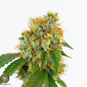 RUBY RED GAS BY DYNASTY/RELIC SEEDS *bonus pack included*