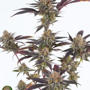 dynasty genetics lavender sour diesel seeds
