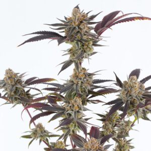 dynasty genetics lavender sour diesel seeds