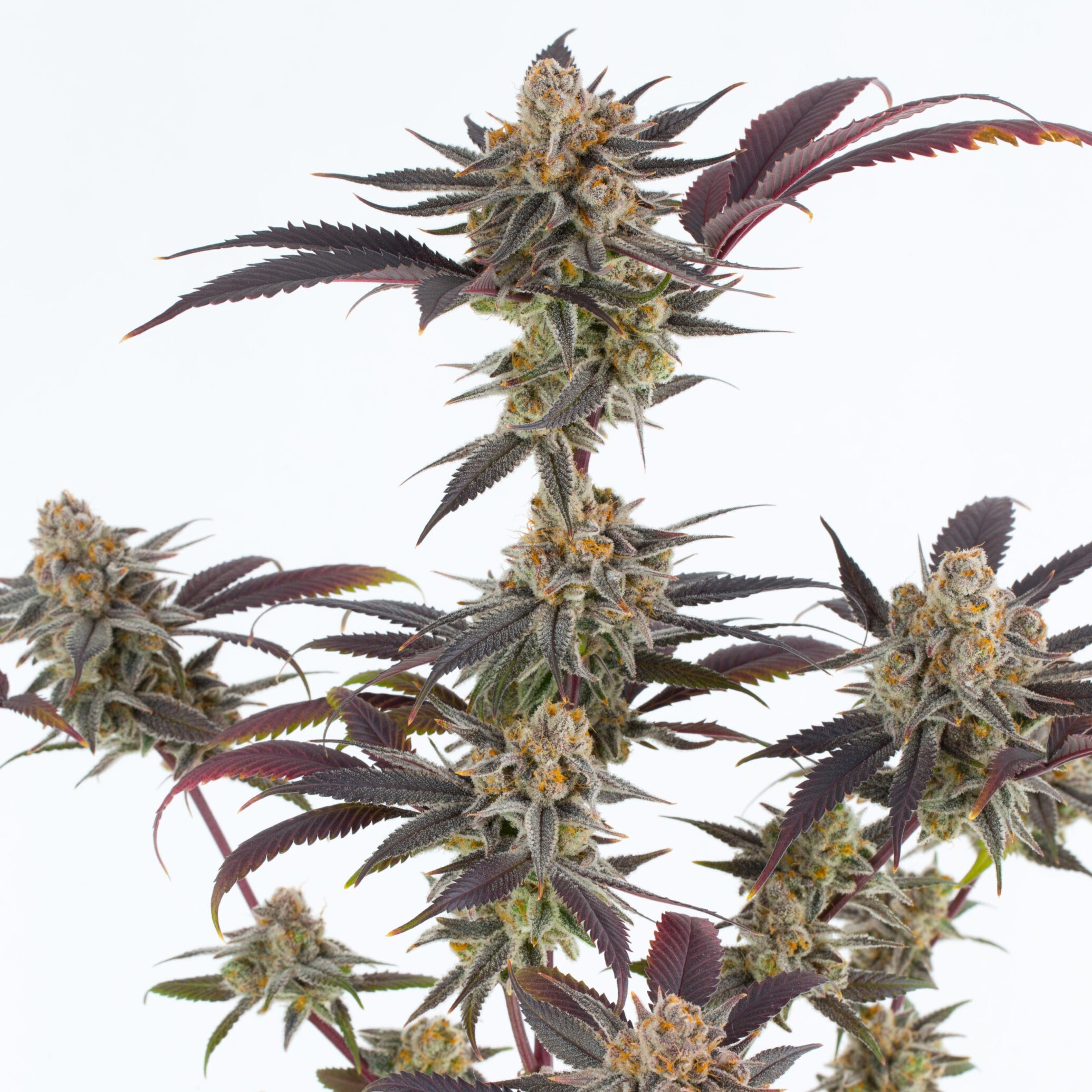 dynasty genetics lavender sour diesel seeds