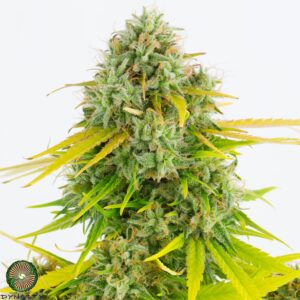 KALI SNAPPLE BX3 BY DYNASTY GENETICS *bonus pack included*