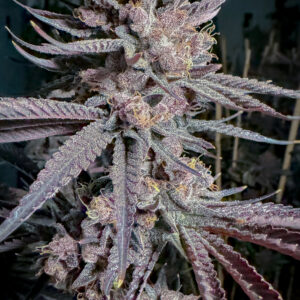 RIPE BY SOLFIRE GARDENS