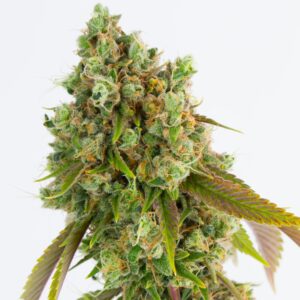SOUR DIESEL BY RELIC SEEDS *bonus pack included*