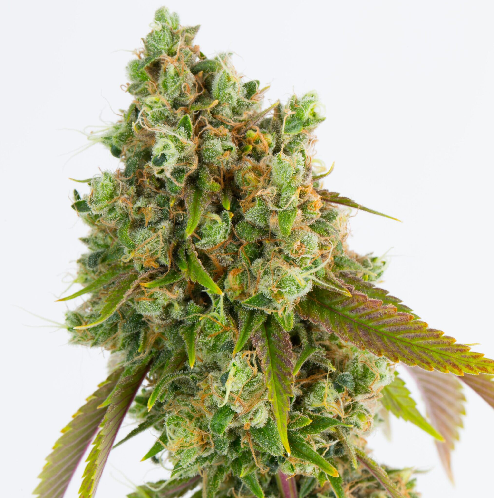 SOUR DIESEL BY RELIC SEEDS *bonus pack included*