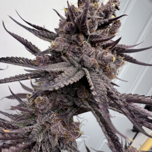 TRAP GOD BY SOLFIRE GARDENS