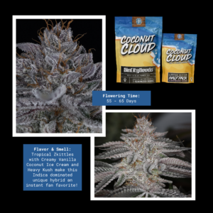 coconut cloud fem sin city seeds