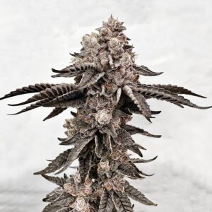 dripadellic exotic genetix fem seeds