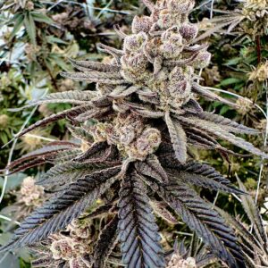 colorblast exotic genetix fem seeds