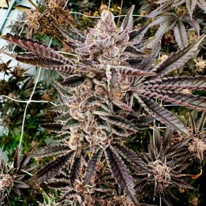 monas magic exotic genetix fem seeds
