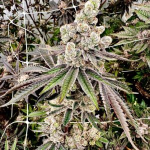 neon nights exotic genetix fem seeds