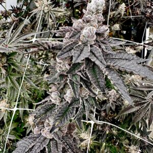 shagzilla exotic genetix fem seeds