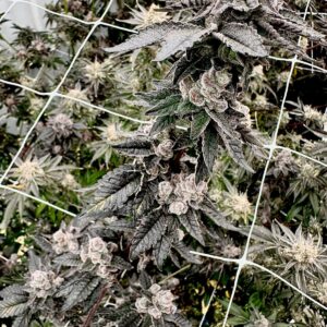 shagzilla exotic genetix fem seeds