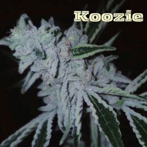 KOOZIE COLLAB BY CANNARADO GENETICS & CAPULATOR