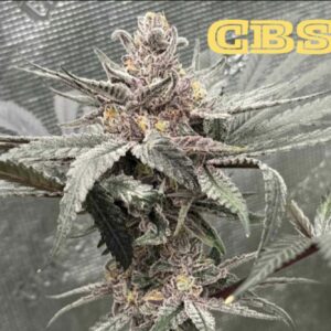 CBS COLLAB BY CANNARADO GENETICS & CAPULATOR