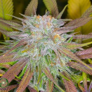 HUCKLEBERRY KUSH V6 BY DYNASTY GENETICS *bonus pack included*