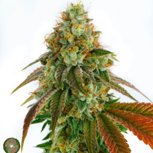 LLAMABERRY V2 BY DYNASTY GENETICS