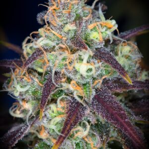 Dynasty Genetics Pineapple Fields regular seeds