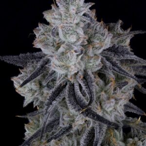 ZODA BX1 BY UMAMI SEED CO. *Includes Freebie Pack*