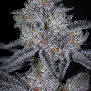 sin city seeds blue lime runtz feminized seeds