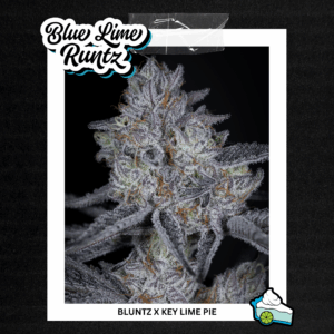 sin city seeds blue lime runtz feminized seeds