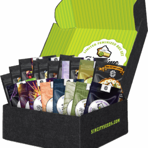 sin city seeds key lime pie 2.0 feminized box sets