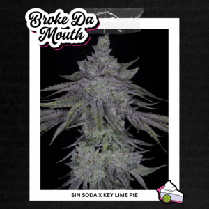 sin city seeds broke da mouth feminized seeds