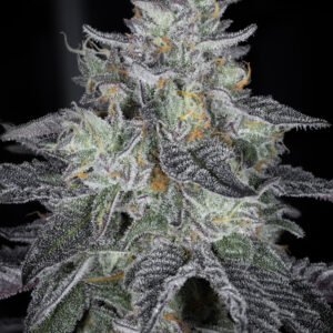 sin city seeds icebox envy feminized seeds