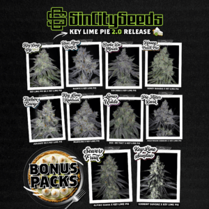 sin city seeds key lime pie 2.0 feminized box sets