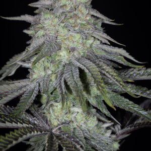 sin city seeds key lime pie bx2 feminized seeds